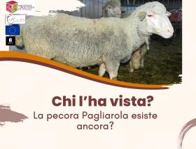 Pecora Pagliarola